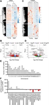 Unravelling the impact of aging on the human endothelial lncRNA transcriptome